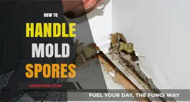 Effective Strategies to Safely Handle and Eliminate Mold Spores