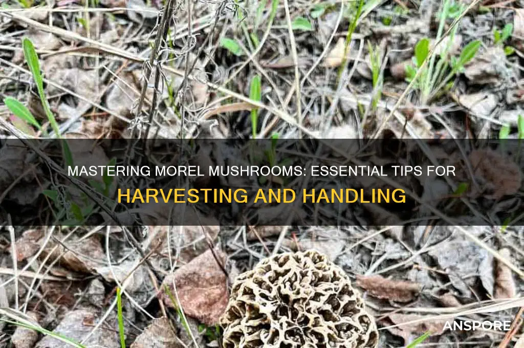 how to handle morel mushrooms