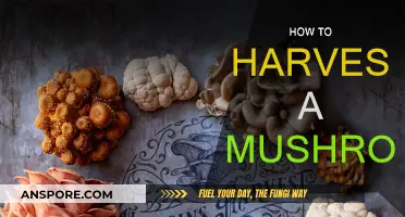 Harvesting Mushrooms: A Step-by-Step Guide
