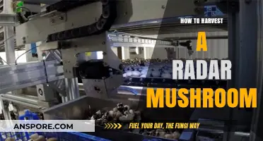 Harvesting Radar Mushrooms: A Step-by-Step Guide for Beginners