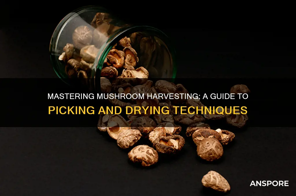 how to harvest and dry mushrooms