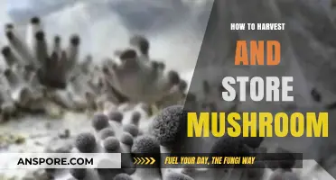 Harvesting and Storing Mushrooms: A Comprehensive Guide for Freshness