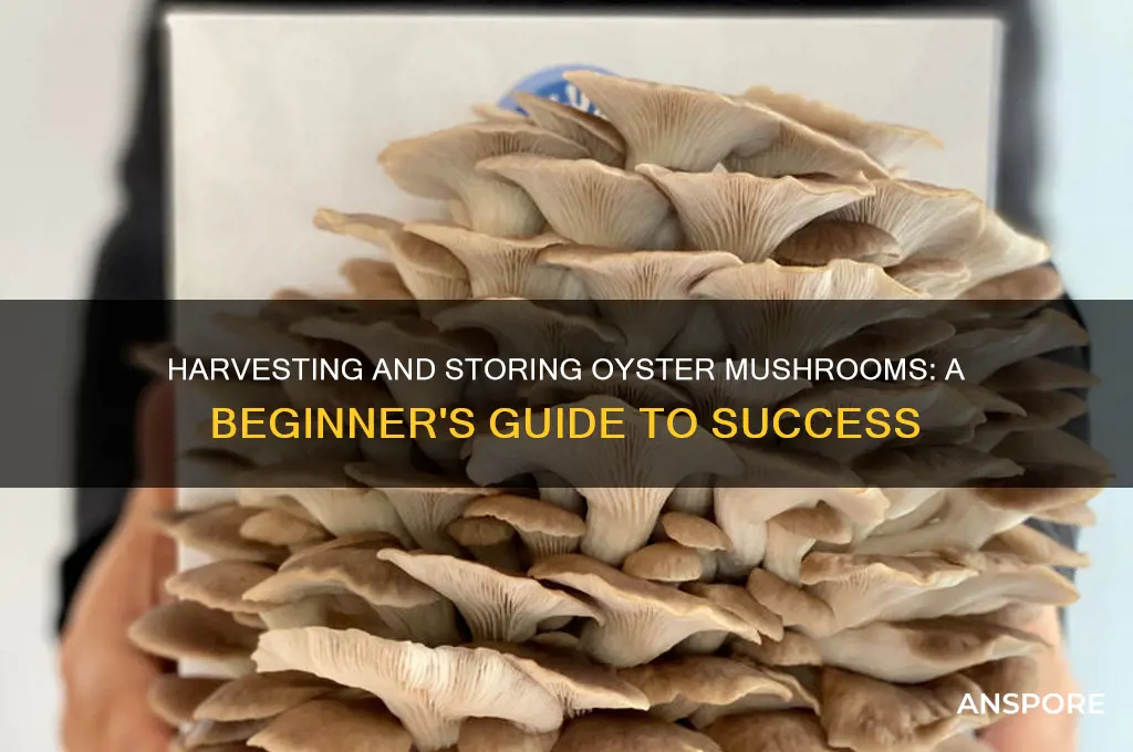 how to harvest and store oyster mushrooms