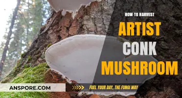 Harvesting Artist Conk Mushrooms: A Step-by-Step Guide for Foragers