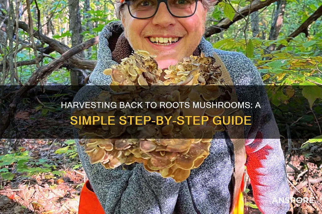 how to harvest back to roots mushrooms