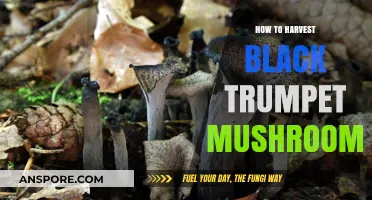 Mastering Black Trumpet Mushroom Harvesting: Tips for a Bountiful Foraging Season