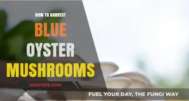 Mastering Blue Oyster Mushroom Harvesting: Tips for a Bountiful Yield