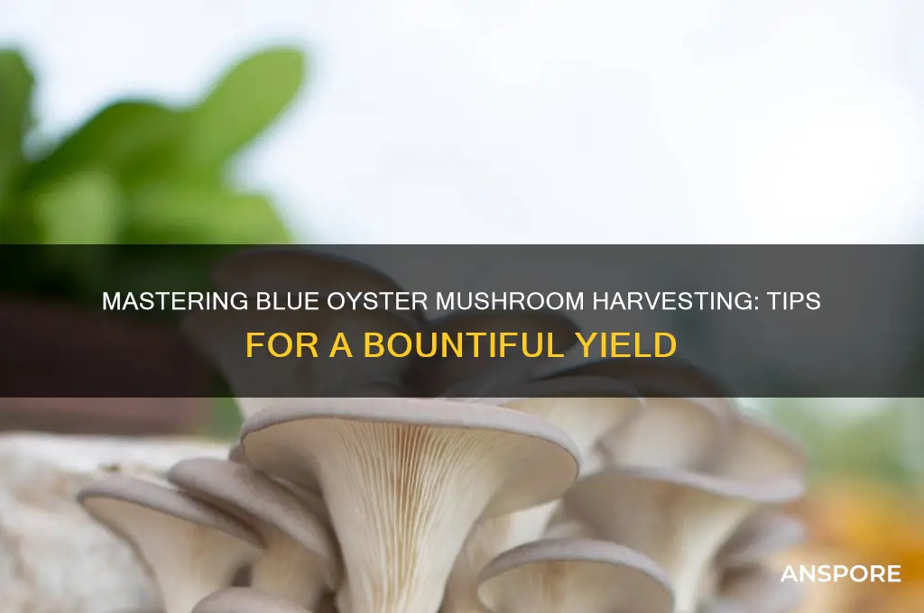 how to harvest blue oyster mushrooms