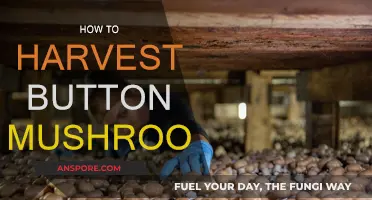 Growing Button Mushrooms: Harvesting Techniques for Beginners