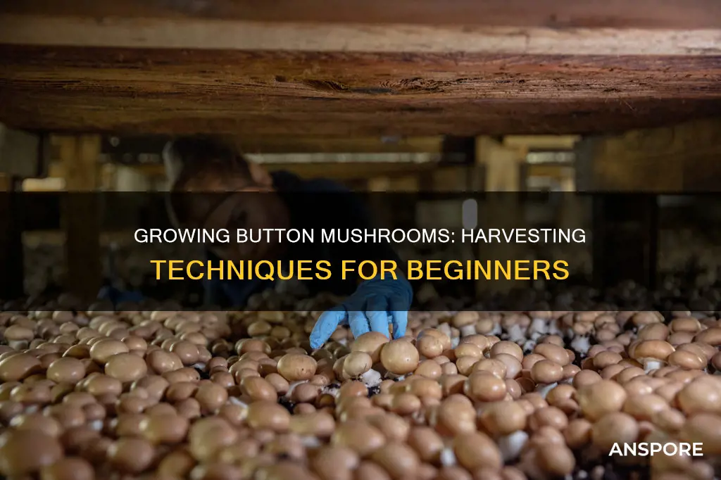 how to harvest button mushrooms