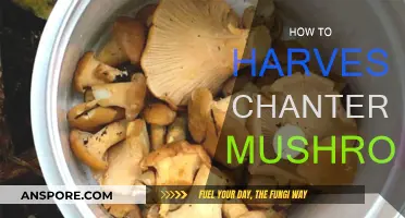 Foraging Chanterelles: A Beginner's Guide to Harvesting Mushrooms