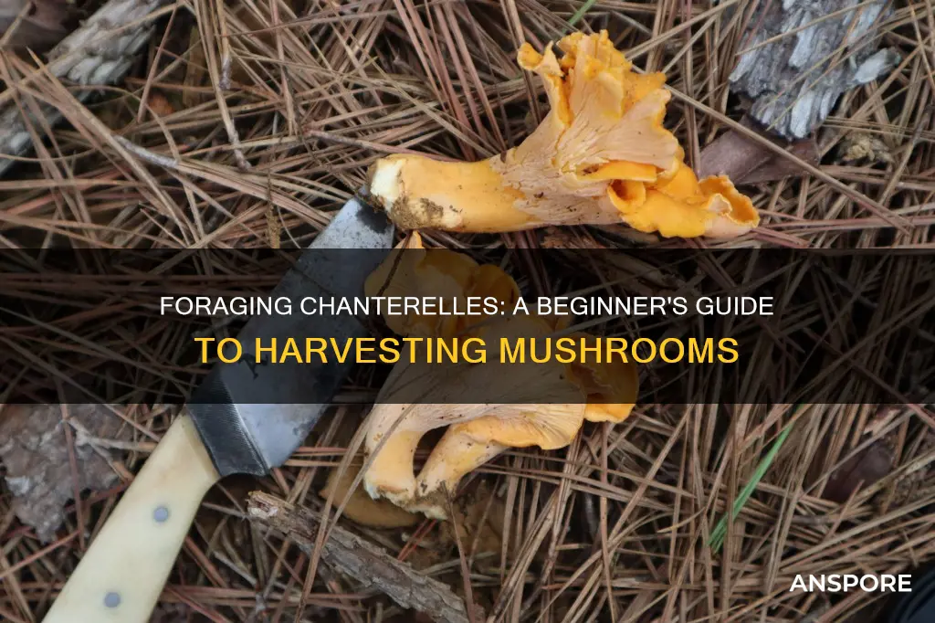 how to harvest chanterelle mushrooms