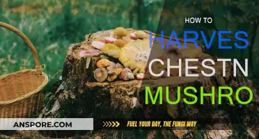 The Ultimate Guide: Harvesting Chestnut Mushrooms