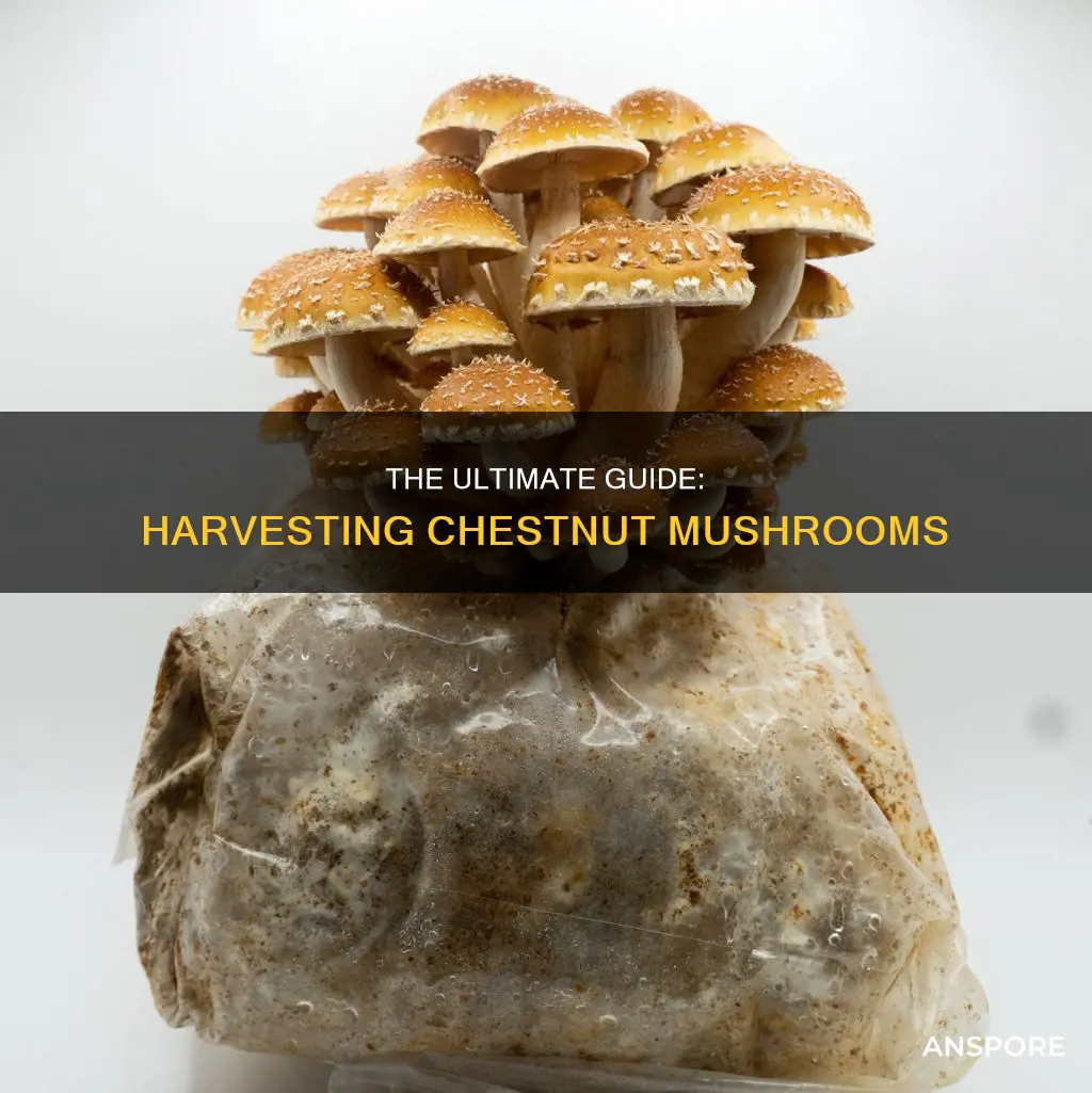 how to harvest chestnut mushrooms