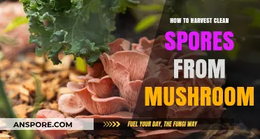 Mastering Mushroom Spore Harvesting: A Guide to Clean Techniques