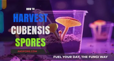 Mastering the Art of Harvesting Cubensis Spores: A Step-by-Step Guide