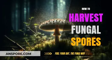 Mastering Fungal Spore Harvesting: Techniques for Successful Collection and Storage