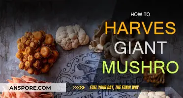 Grow Enormous Fungi: Secrets to Harvesting Giant Mushrooms