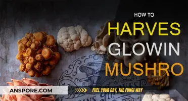 Glowing Mushrooms: Foraging and Harvesting Tips