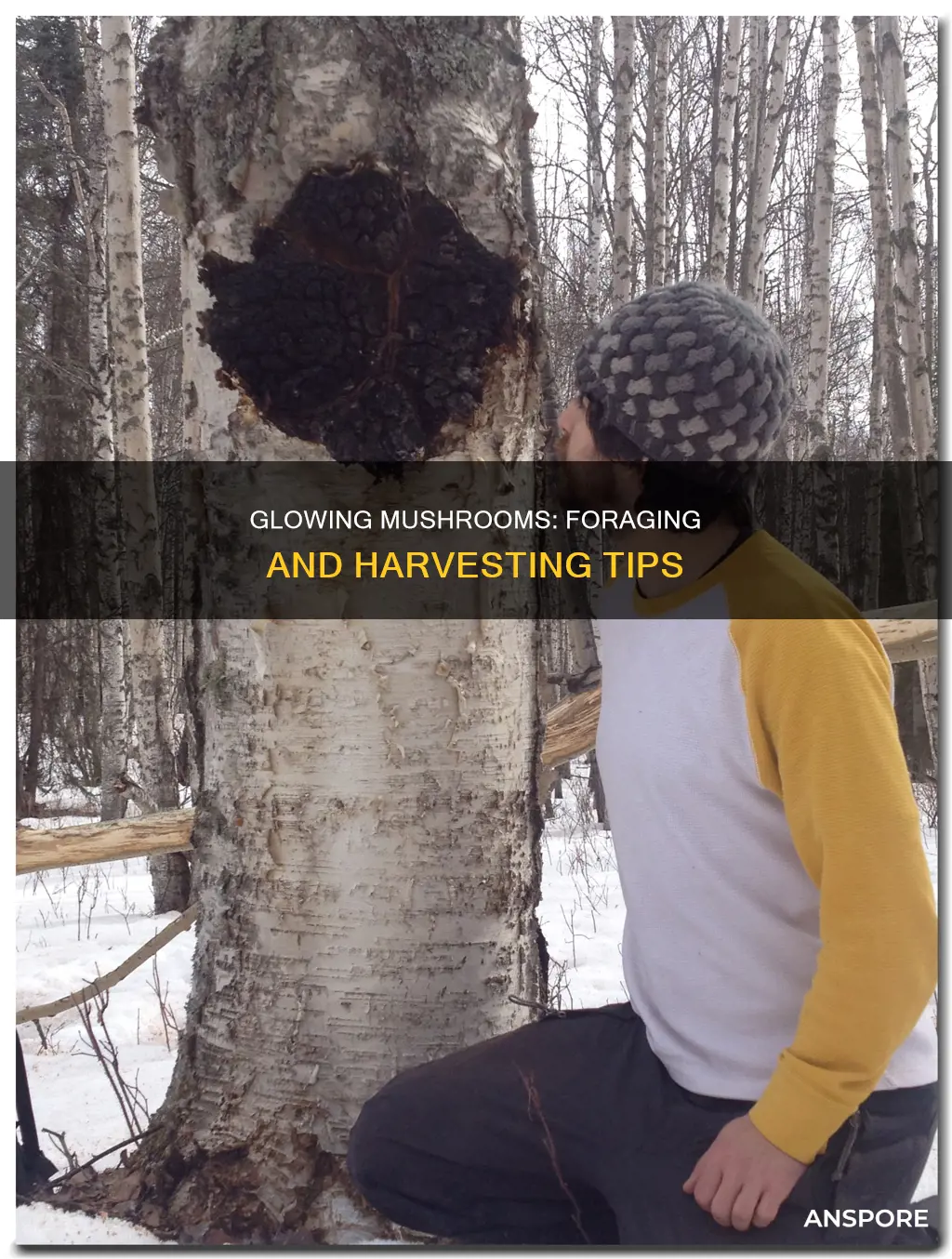 how to harvest glowing mushrooms