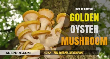 Harvesting Golden Oyster Mushrooms: A Step-by-Step Guide for Beginners