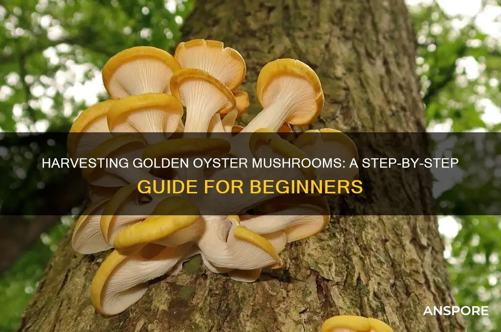 how to harvest golden oyster mushroom