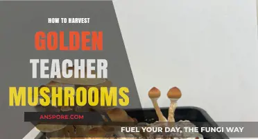 Mastering Golden Teacher Mushroom Harvesting: A Step-by-Step Guide