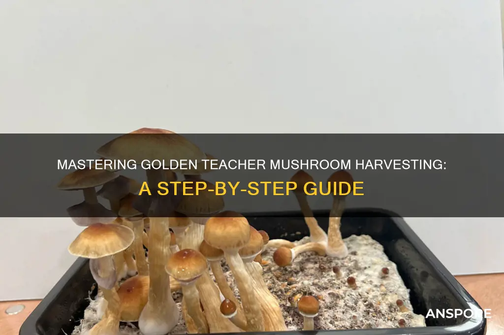 how to harvest golden teacher mushrooms