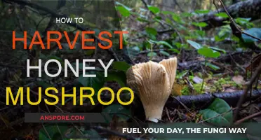 Foraging Honey Mushrooms: A Step-by-Step Guide