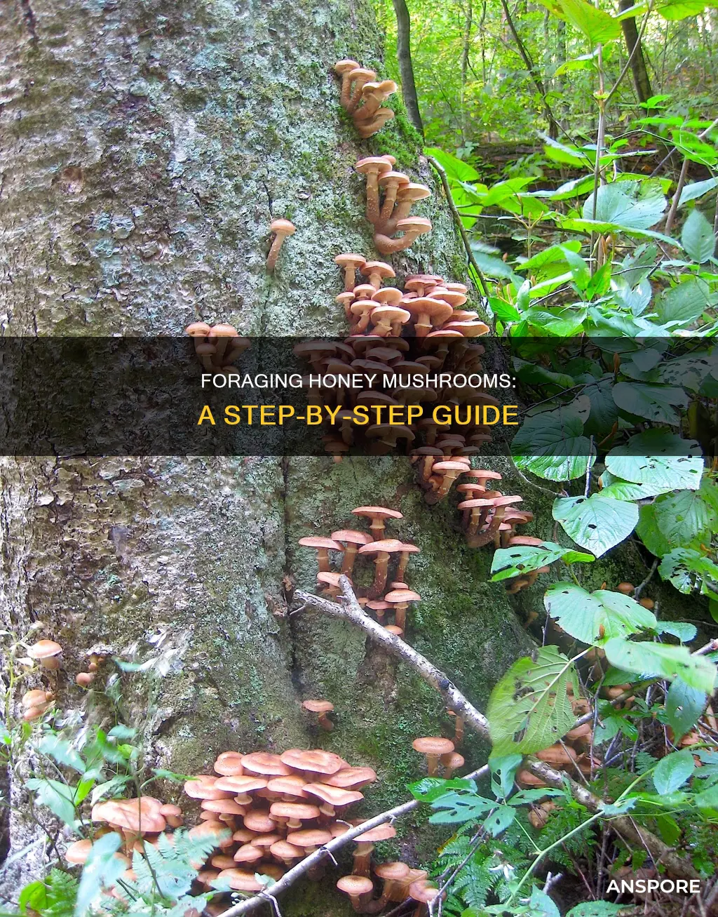 how to harvest honey mushrooms