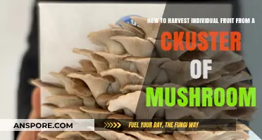 Harvesting Individual Mushrooms: Techniques for Separating Clustered Fruits