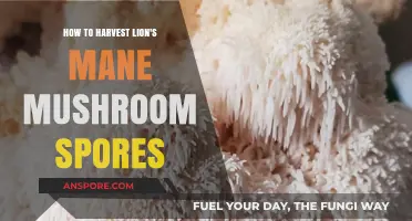 Harvesting Lion's Mane Mushroom Spores: A Step-by-Step Guide