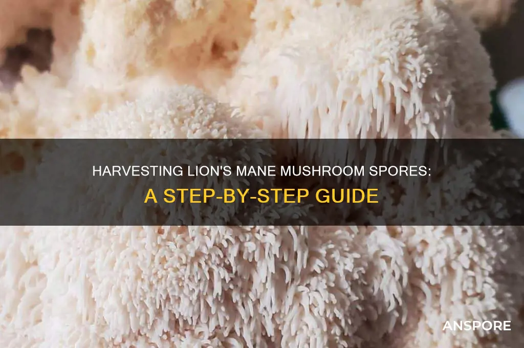 how to harvest lion