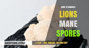 Mastering Lion's Mane Spore Harvesting: A Step-by-Step Guide