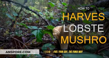 Foraging Lobster Mushrooms: A Step-by-Step Guide