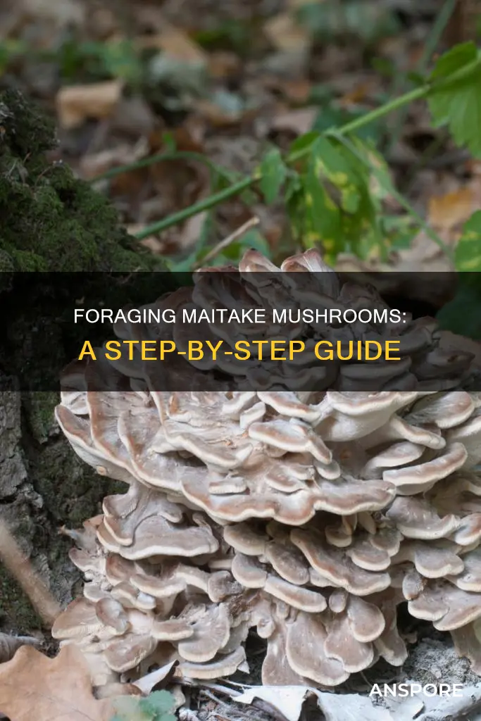 how to harvest maitake mushrooms