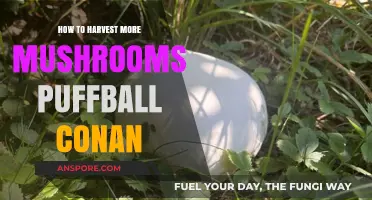 Harvesting More Puffball Mushrooms: Conan's Expert Tips and Techniques