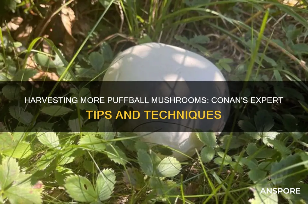 how to harvest more mushrooms puffball conan