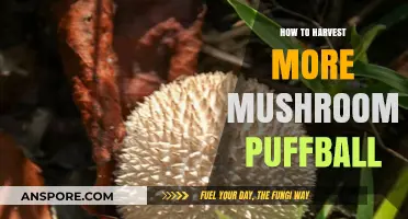 Maximizing Your Puffball Mushroom Harvest: Expert Tips and Techniques