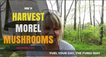 Mastering Morel Mushroom Harvesting: Tips for a Bountiful Foraging Adventure