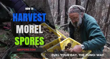Mastering Morel Spores: A Step-by-Step Harvesting Guide for Enthusiasts