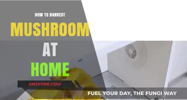Mastering Mushroom Harvesting: A Beginner's Guide to Growing Mushrooms at Home