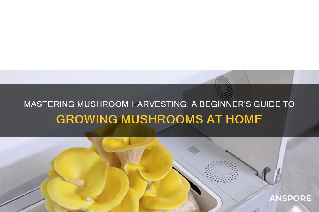 how to harvest mushroom at home