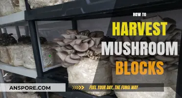 Harvesting Mushroom Blocks: A Step-by-Step Guide
