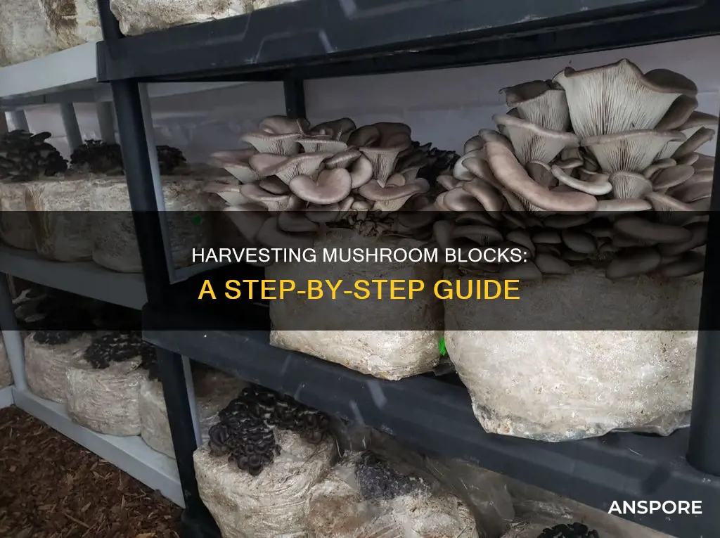 how to harvest mushroom blocks