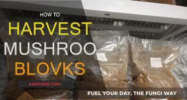 Harvesting Mushroom Blocks: A Step-by-Step Guide