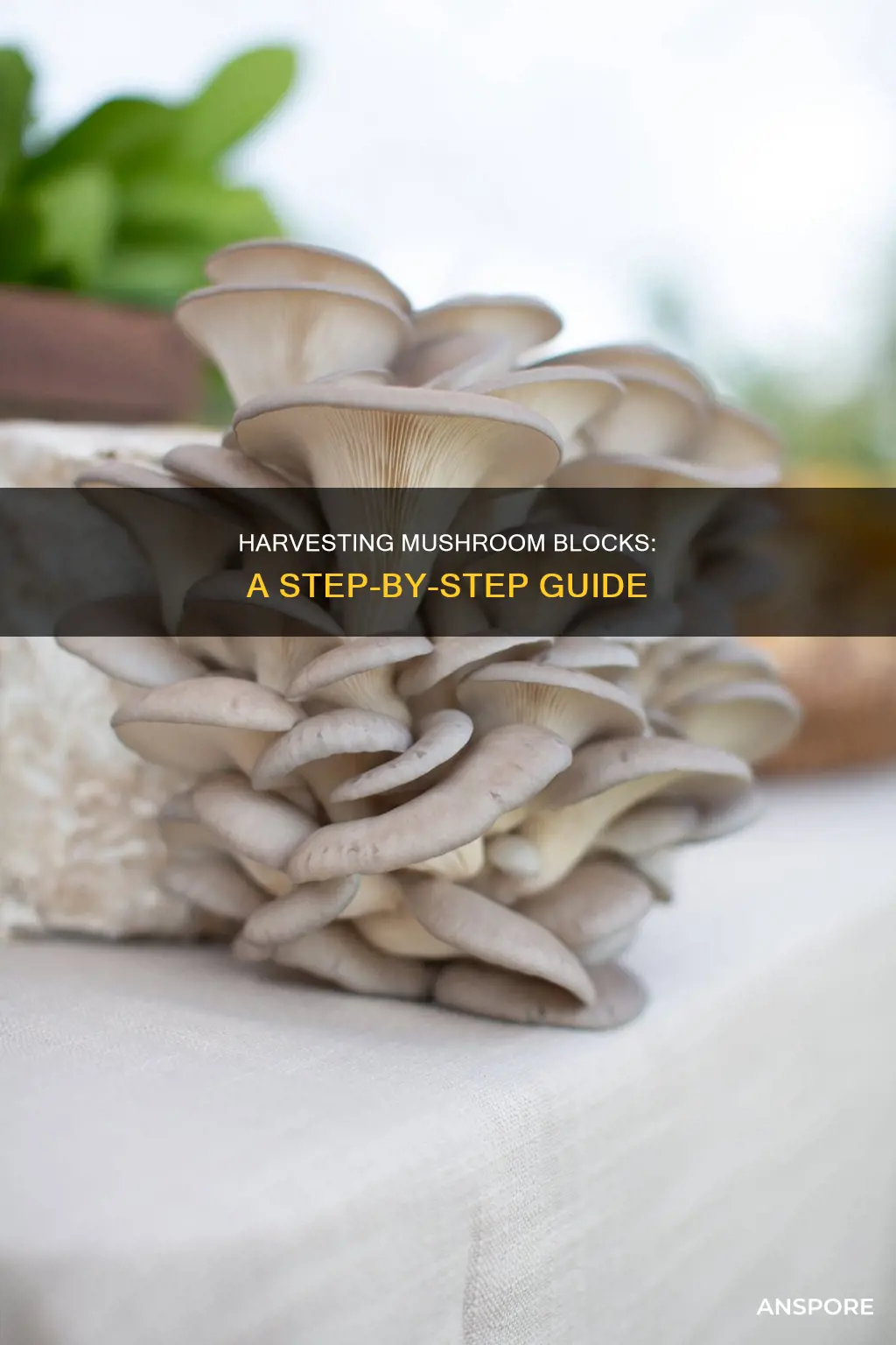 how to harvest mushroom blovks