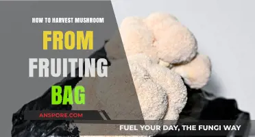 Harvesting Mushrooms: A Step-by-Step Guide to Fruiting Bag Success