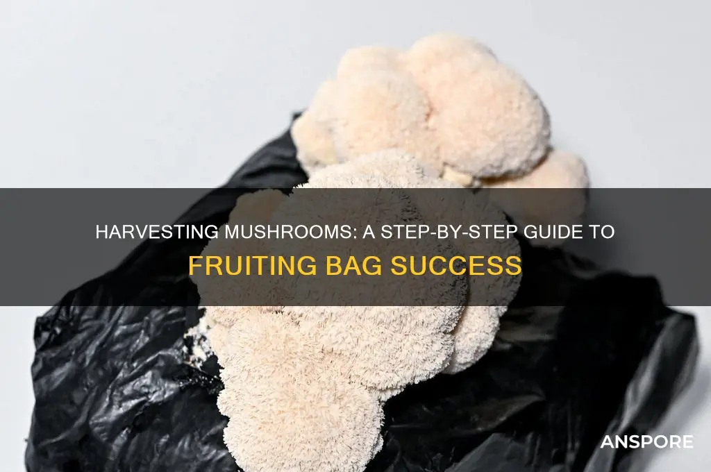 how to harvest mushroom from fruiting bag