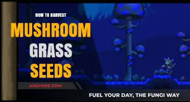 Harvesting Mushroom Grass Seeds: A Step-by-Step Guide for Gardeners